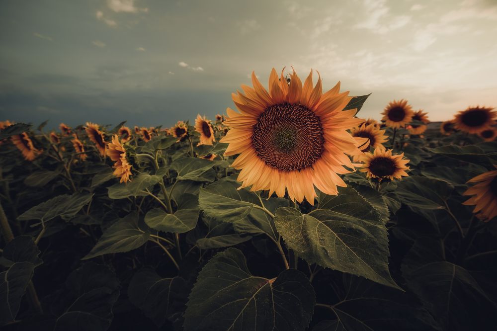 Фотография автора Олег Сухенко