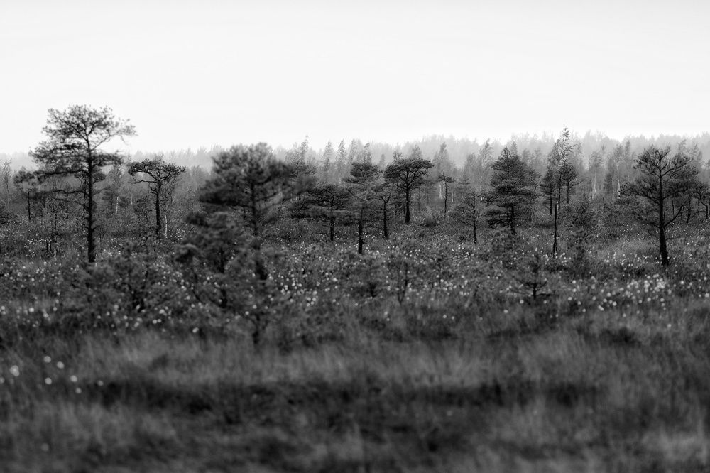 Фотография автора Ольга Никанович