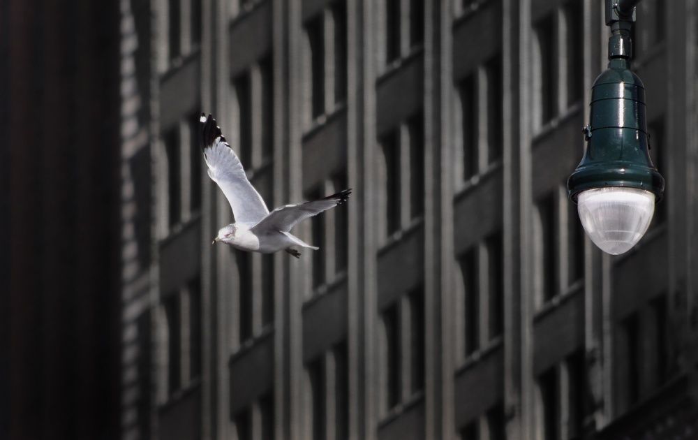 Photograph by Alfredo Fresán