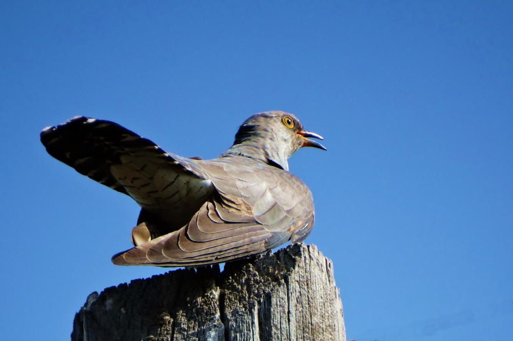 Photograph by Надежда Батракова