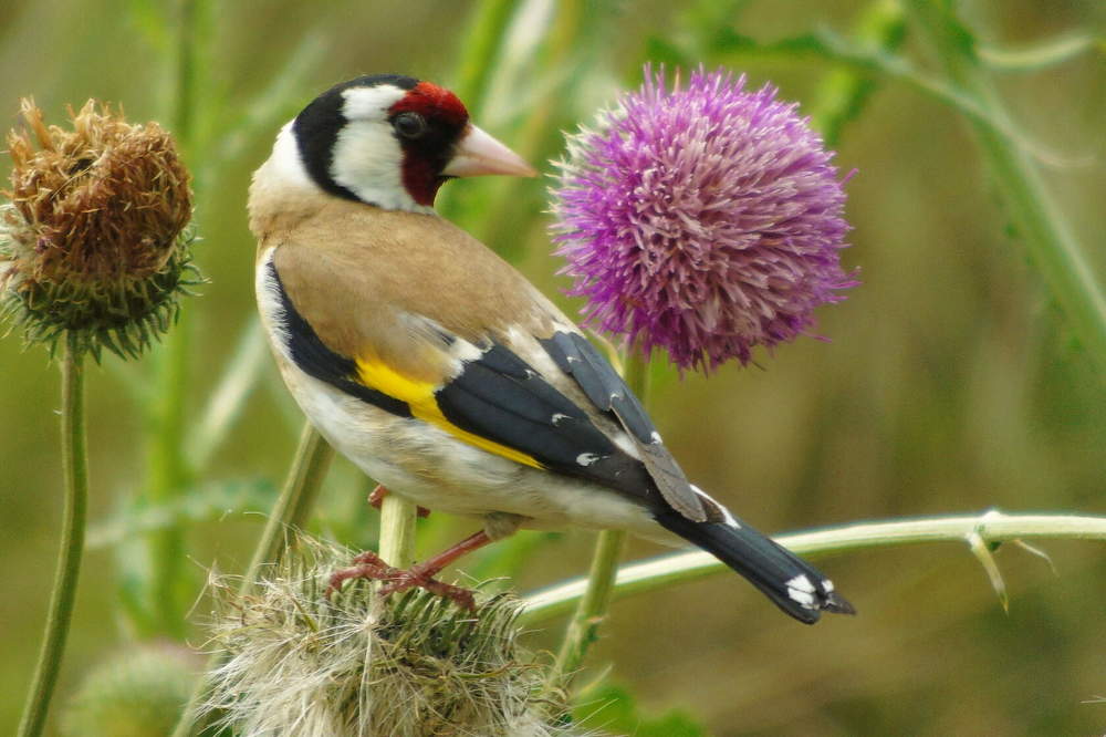 Photograph by Надежда Батракова