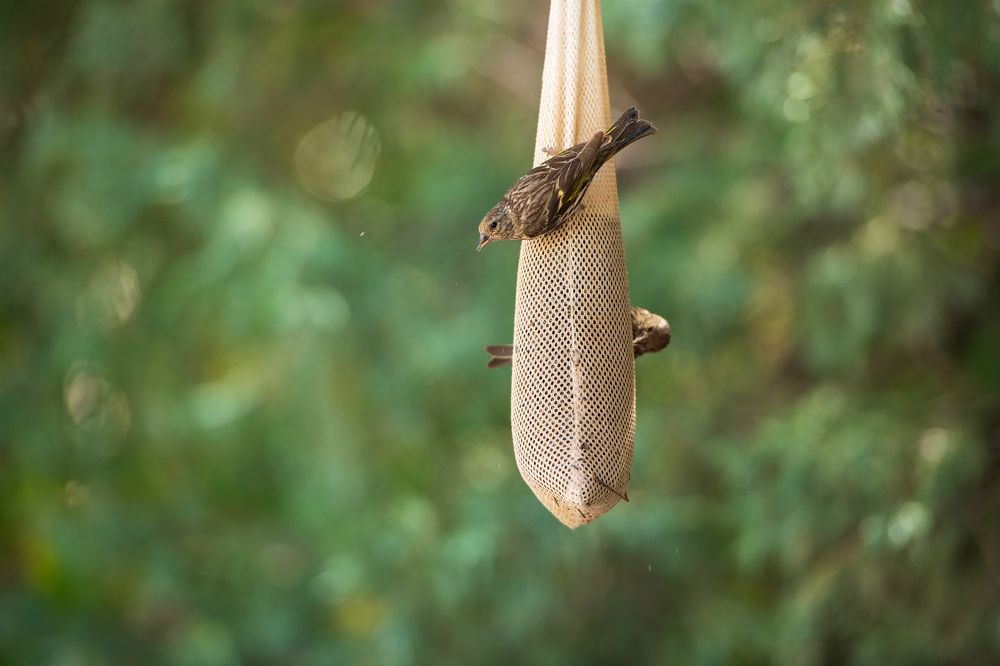 Sparrow is eating from feeder