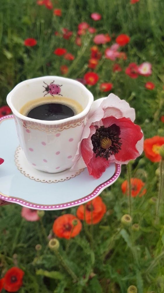 Фотография автора Ольга Мусина