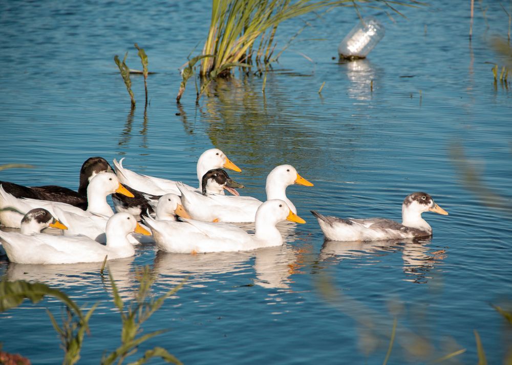 Photograph by Ирина Фатеева