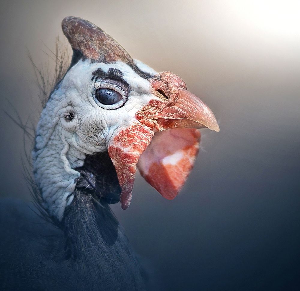 Photograph by amir_arsalan ezazi