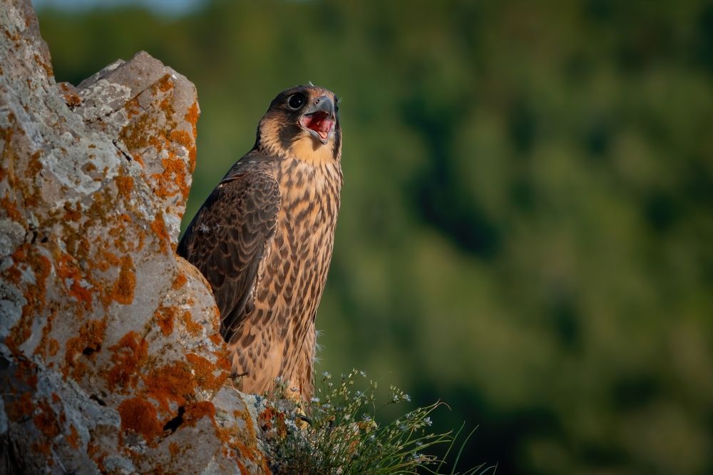 Photograph by Сергей Лебедев