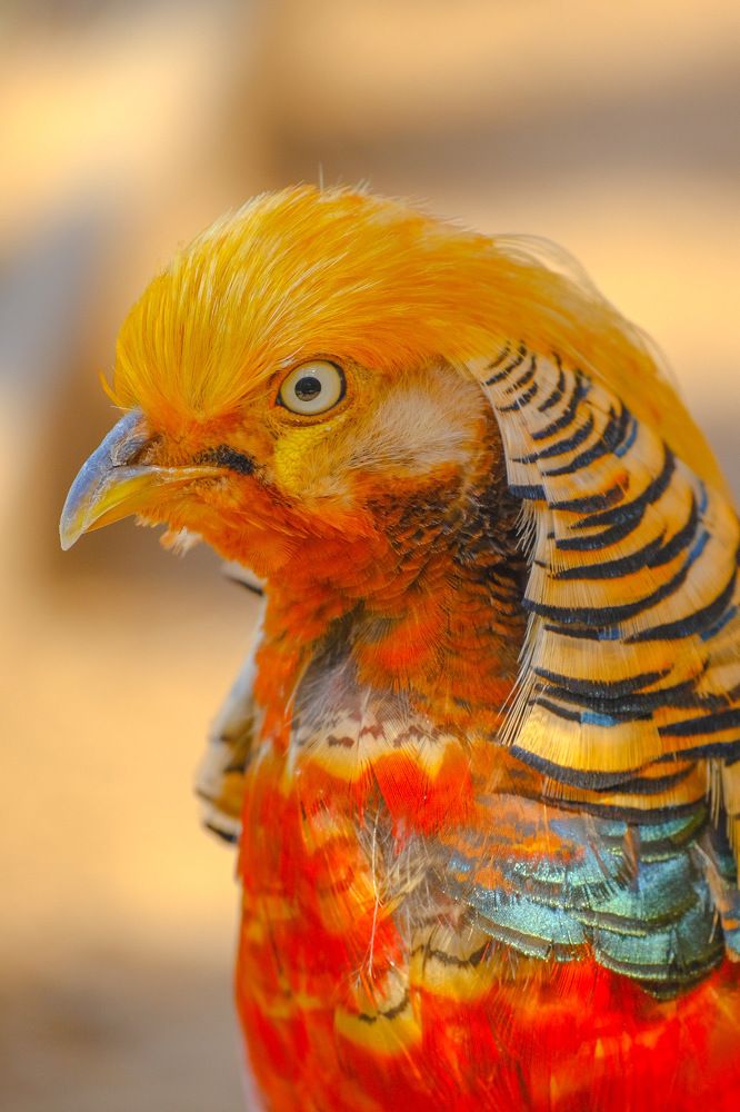 Золотой фазан