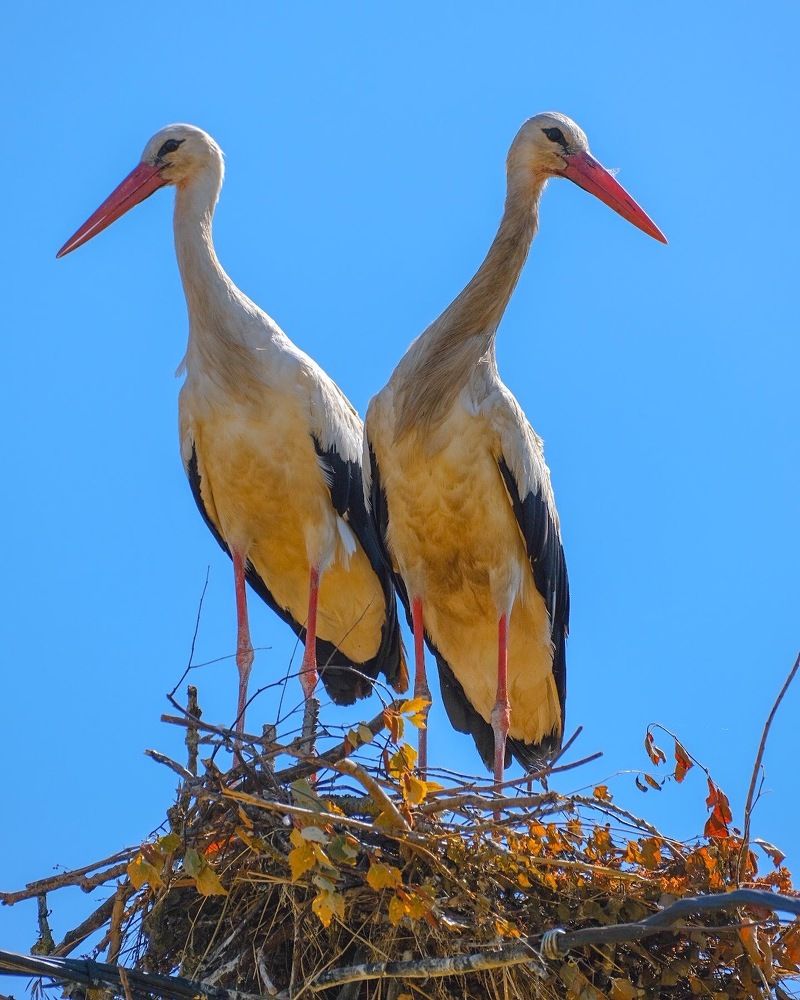 Молодая семья