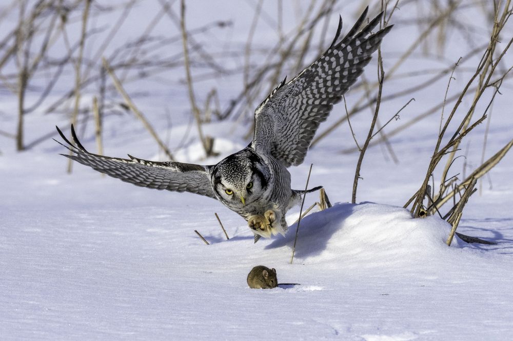 Photograph by Mariya Belyalova
