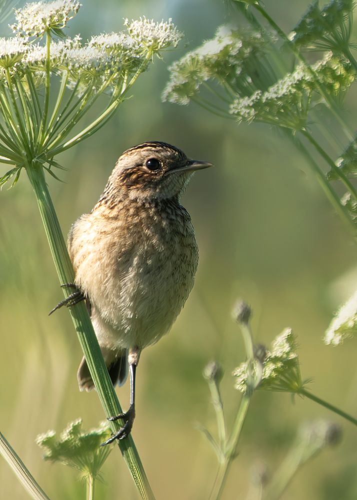 Photograph by Людмила Железнова