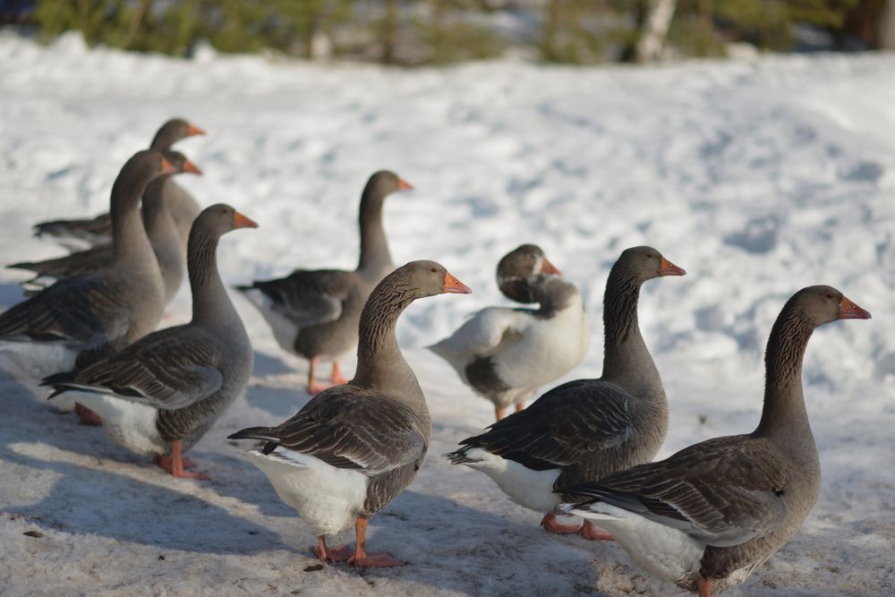 Photograph by Олеся Парфенова