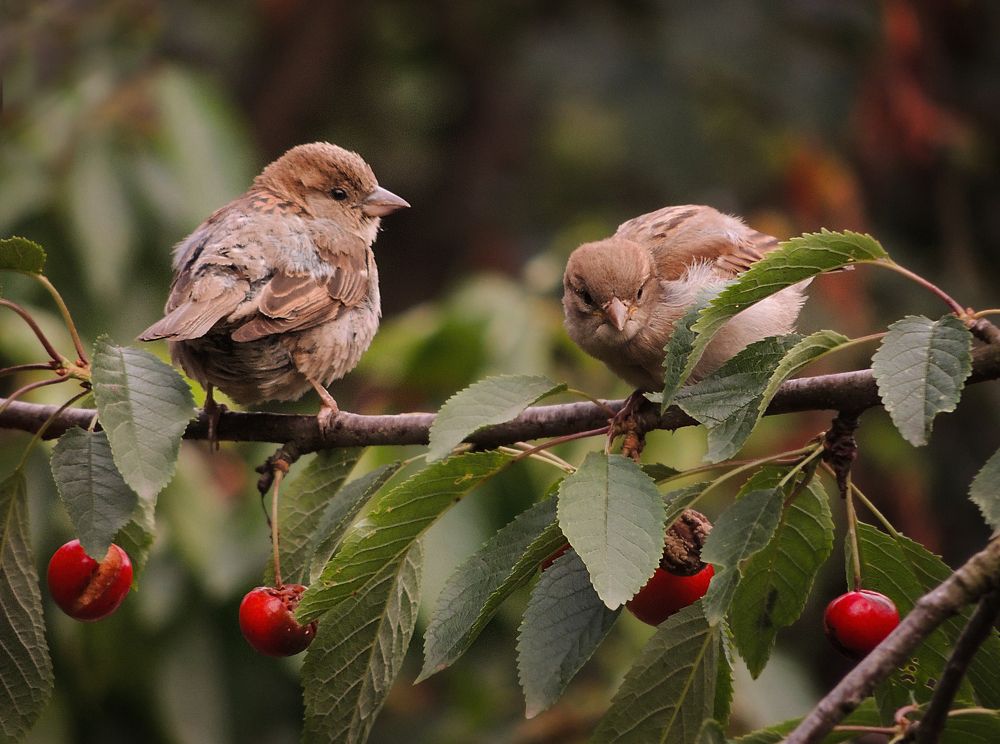 Photograph by Олеся Бучацька
