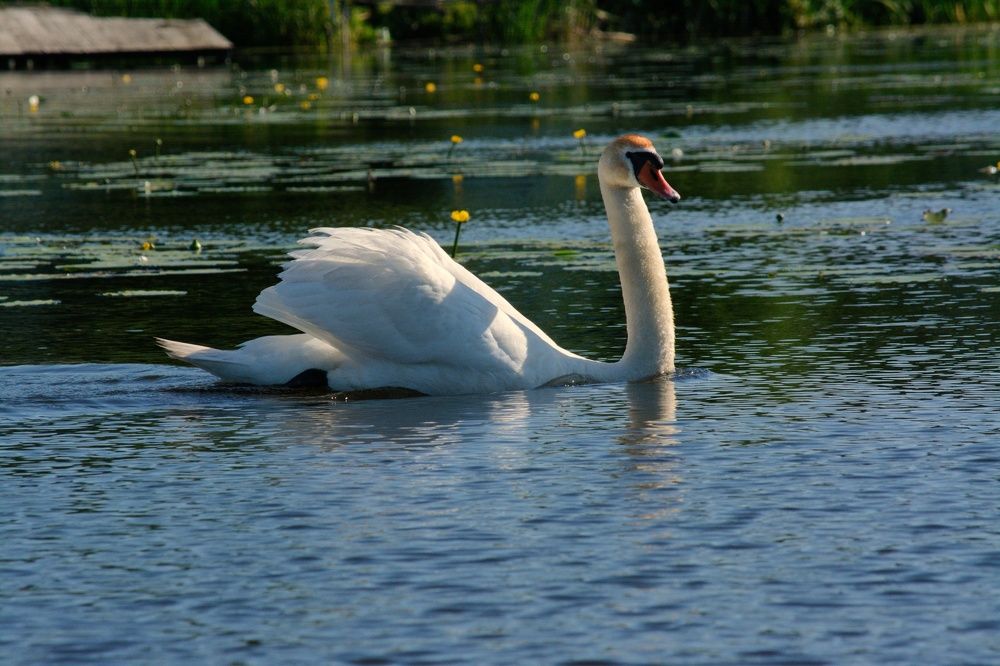 Photograph by Сергей Симаков