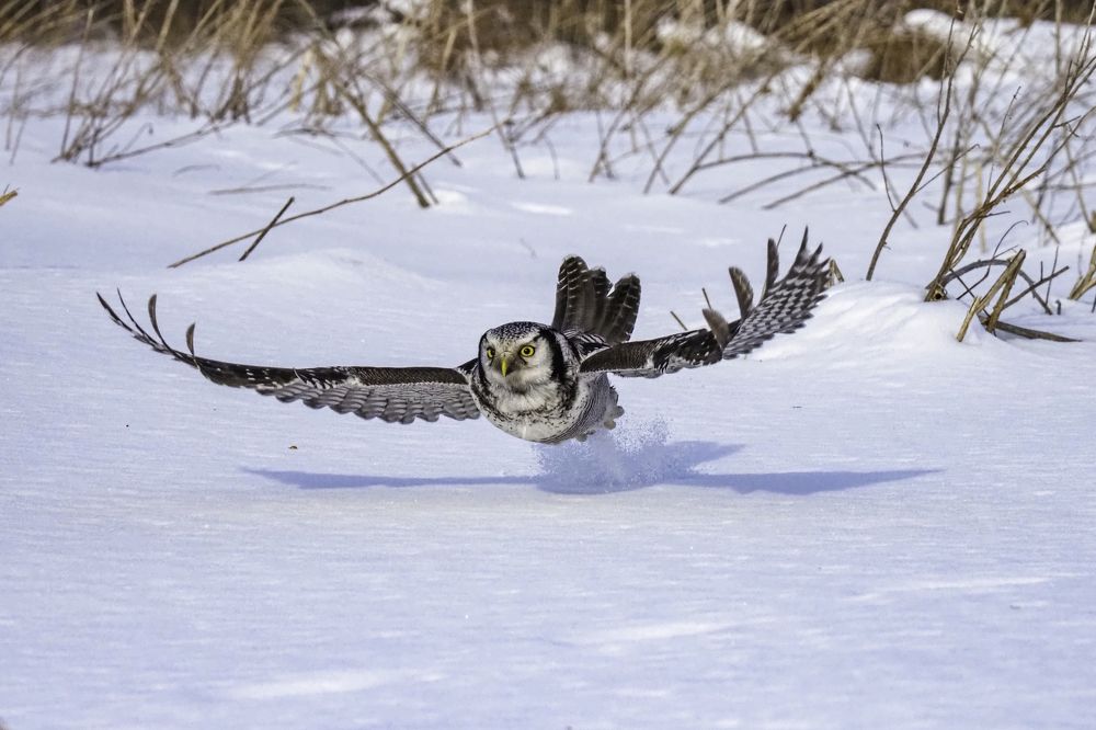 Ковёр-соволёт