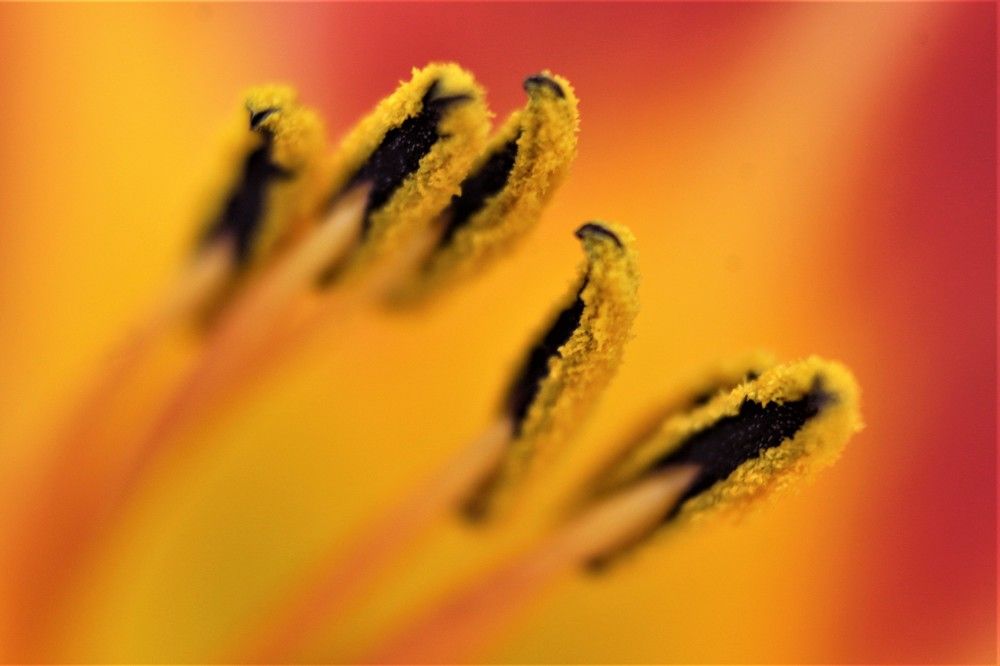 Photograph by Елена Фопа