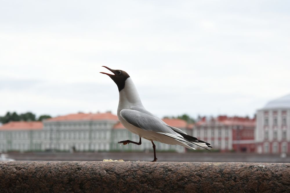 Photograph by Надежда Буаллаг