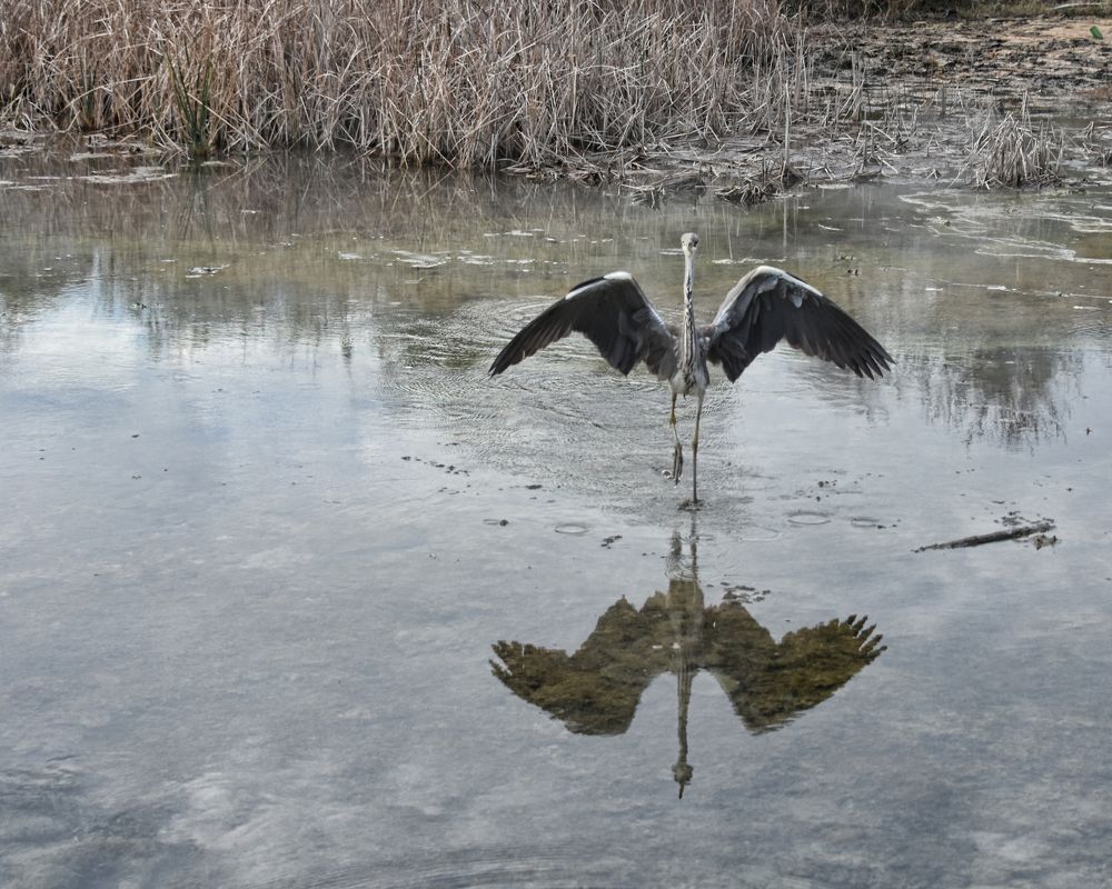 Photograph by Надежда Буаллаг