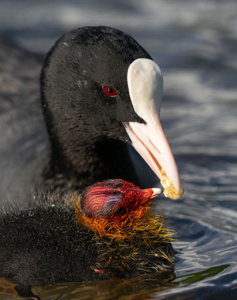Лысуха кормит новорожденного птенца.