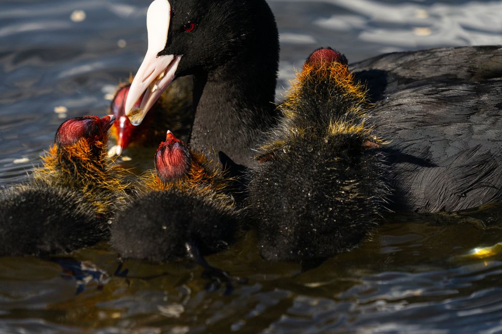 Фотография автора Julia A Caesar