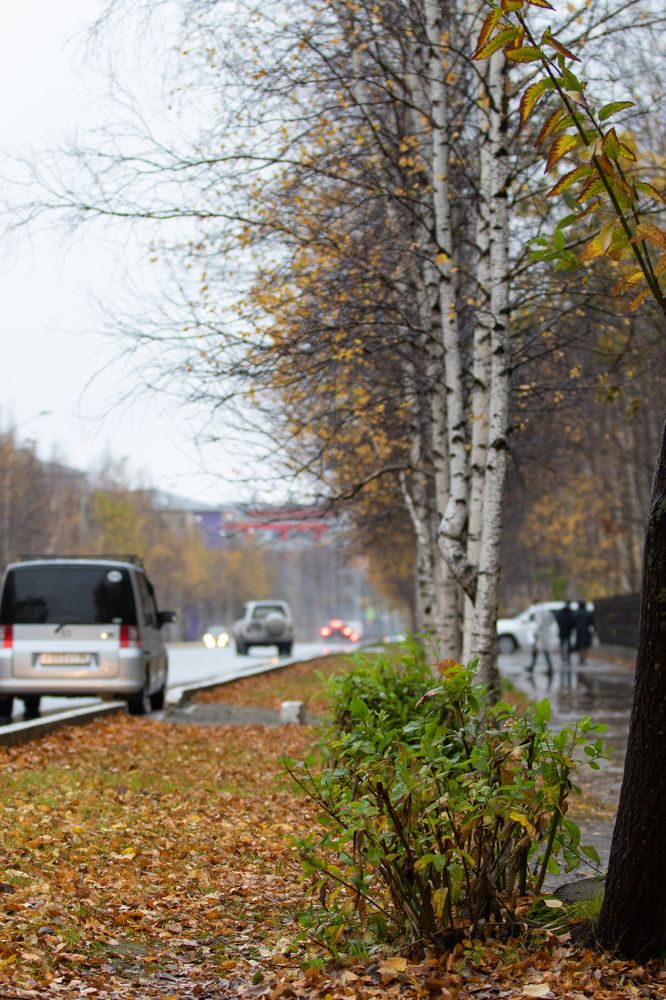 Photograph by Алексанр Приезжев