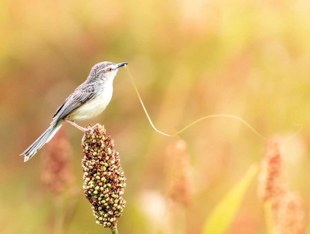 Brown prinia