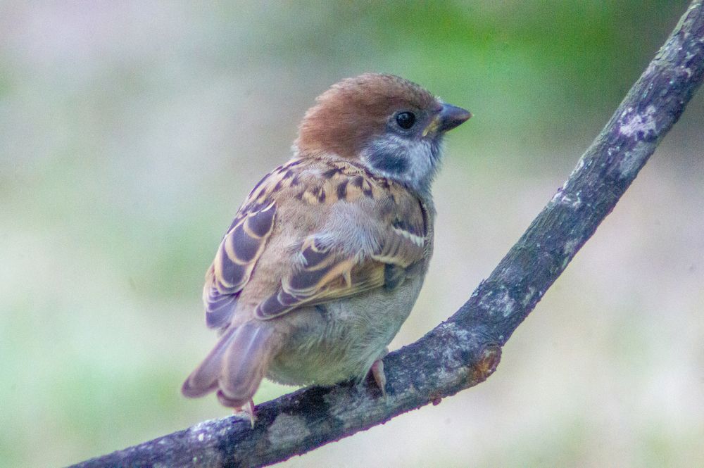 Photograph by Саша Литвин