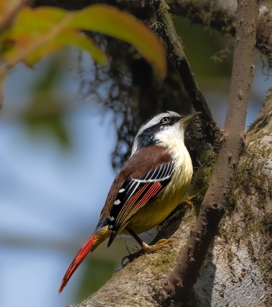 Photograph by Tanmoy Mitra