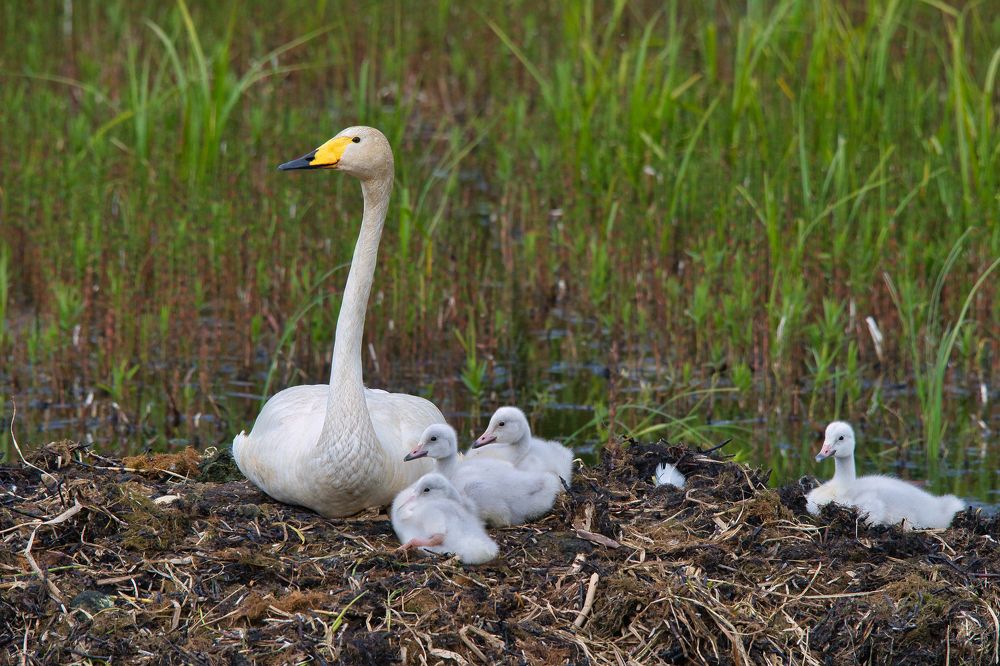 Photograph by Jānis Sērdienis