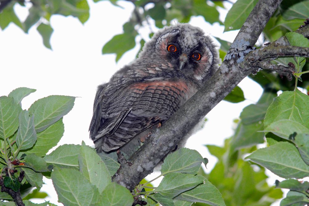 Фотография автора Александр Нагибин