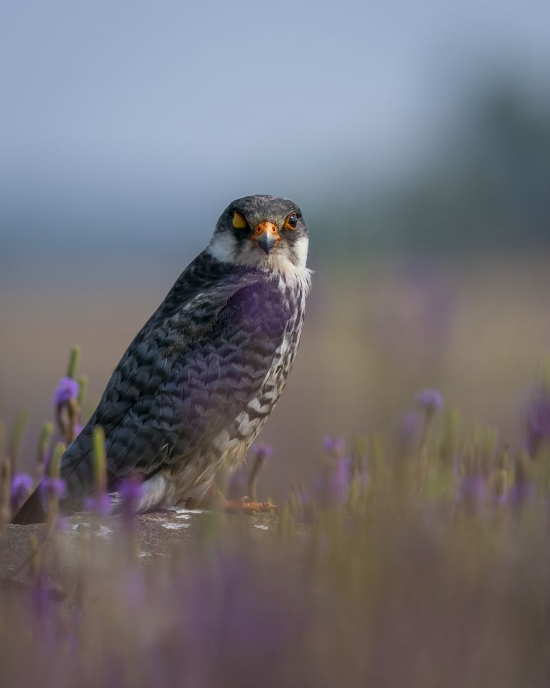 Фотография автора MANJUNATH BAGADE