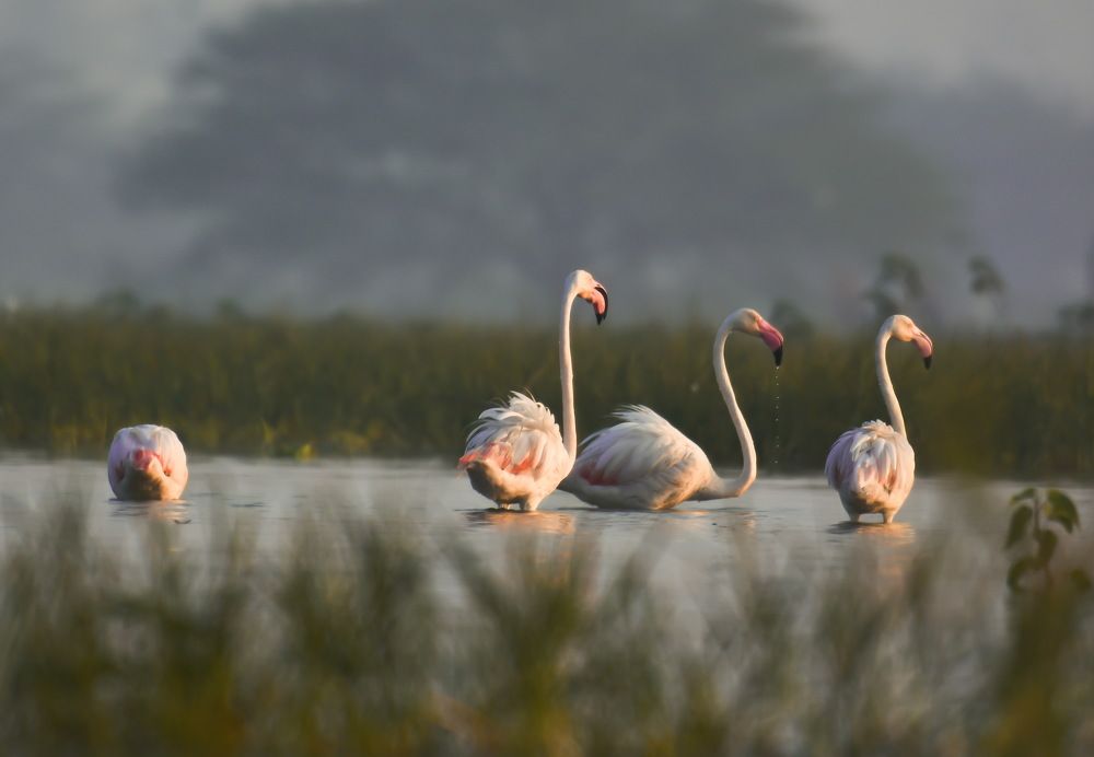 Photograph by Виктория Диксит