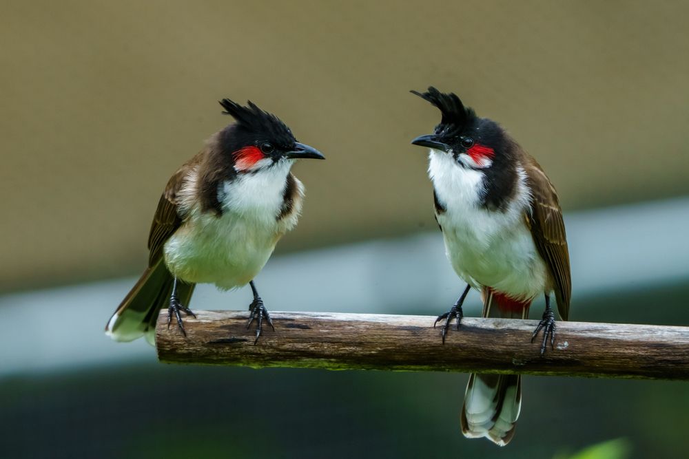 Photograph by Tomas Vanourek