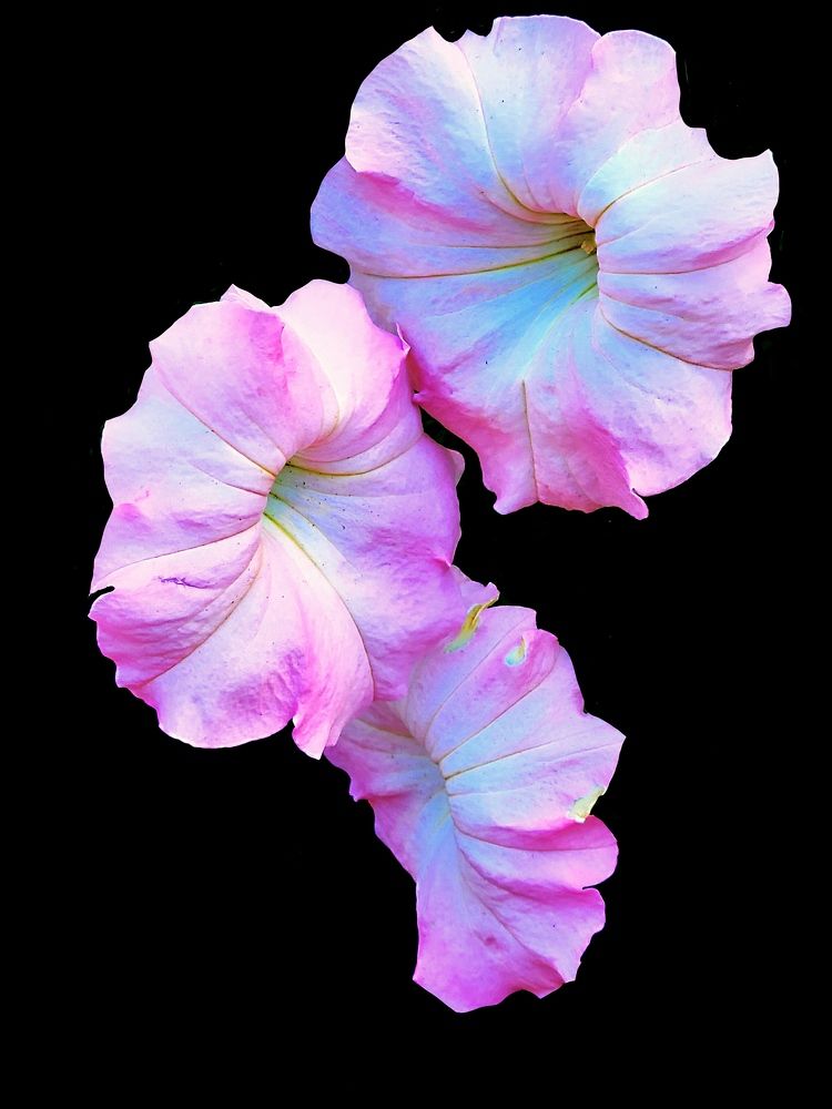 Photograph by Nikki May