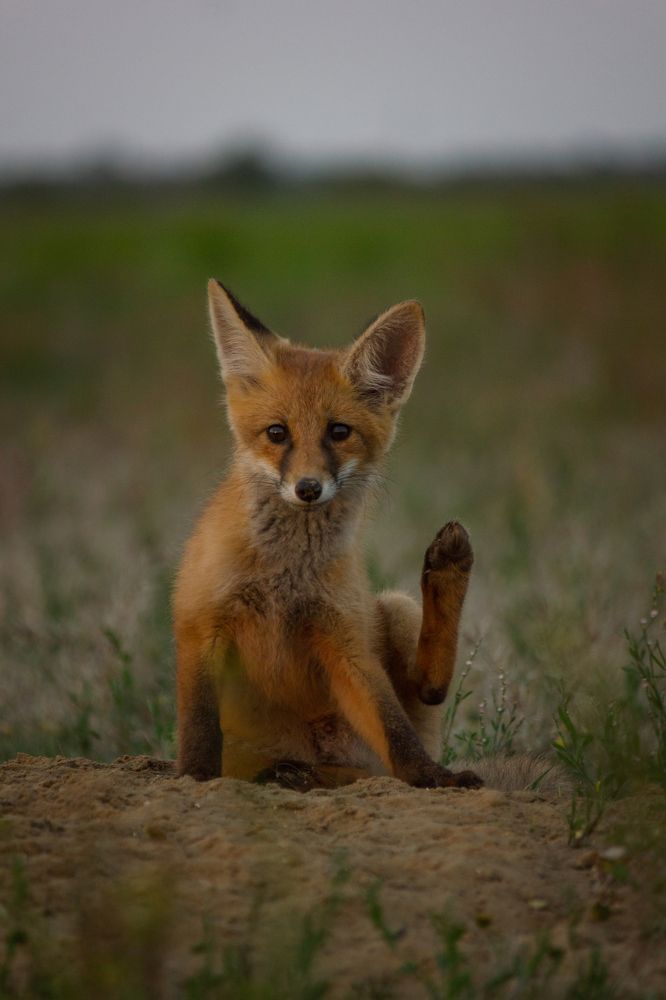 Приветствие