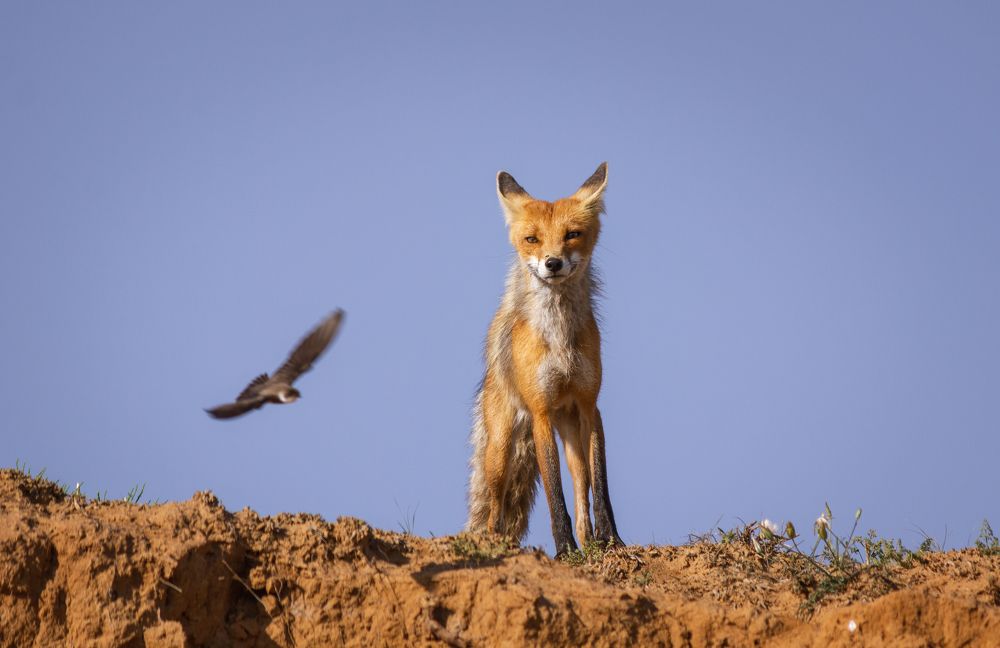 Лисица и Птица