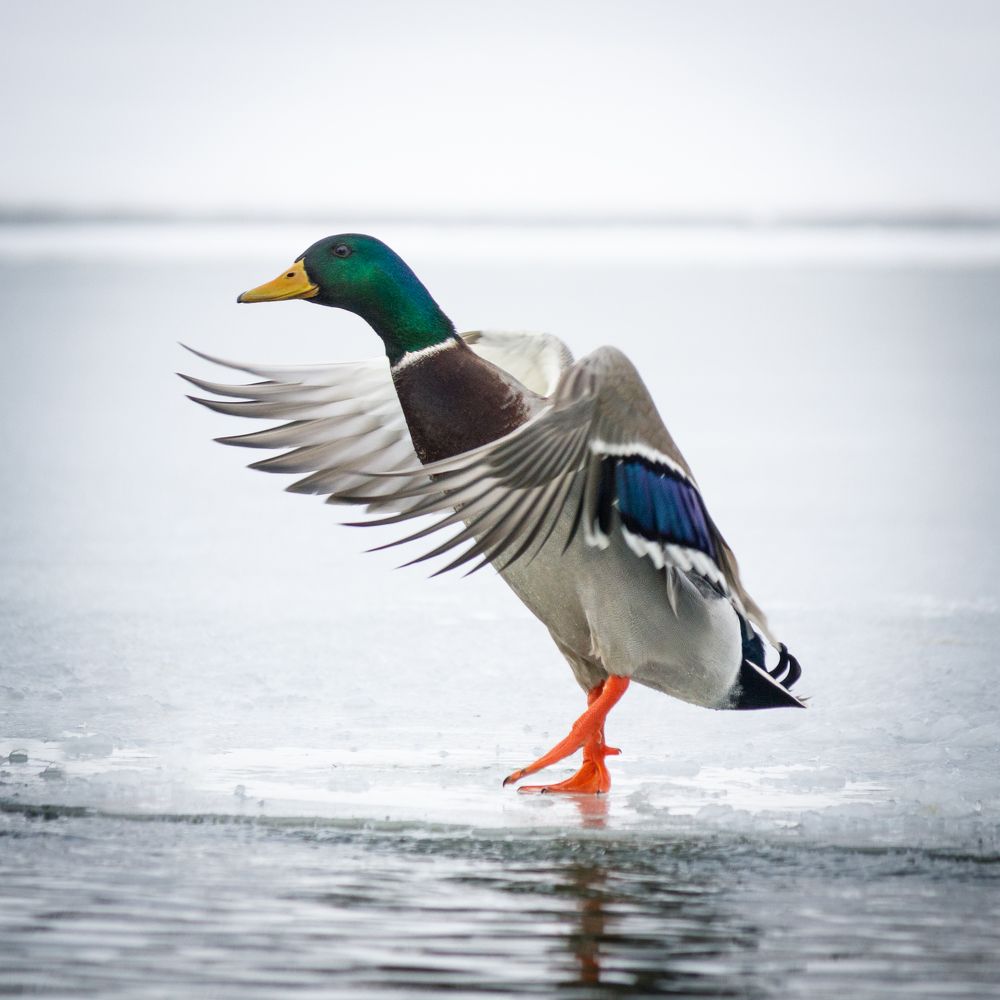 Танцы на льду