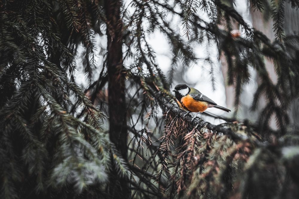 Photograph by Алена Кайбышева