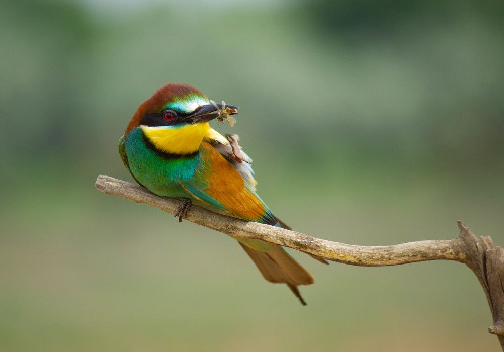 Золотистая щурка