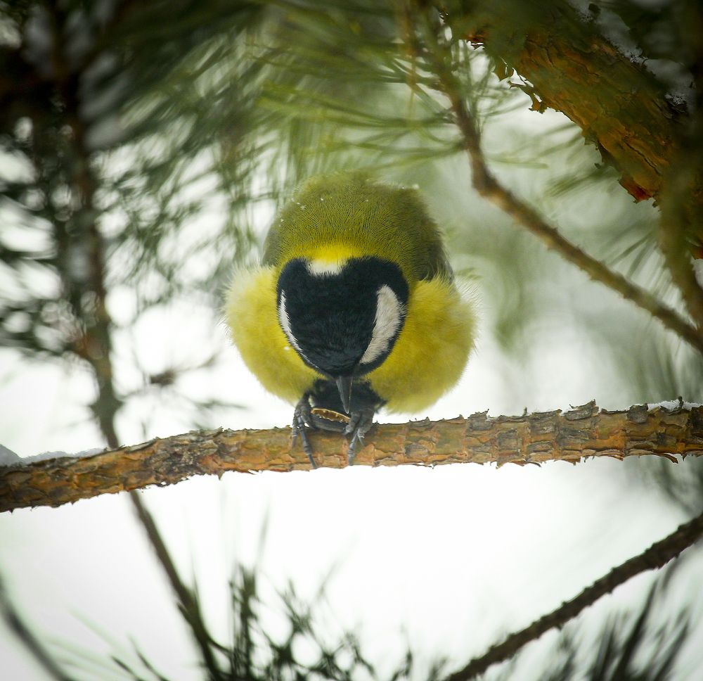 Photograph by Дмитрий Черепков