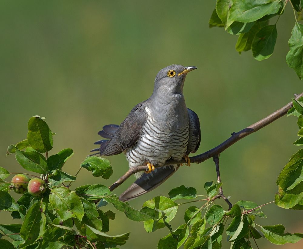 Часовых дел птица