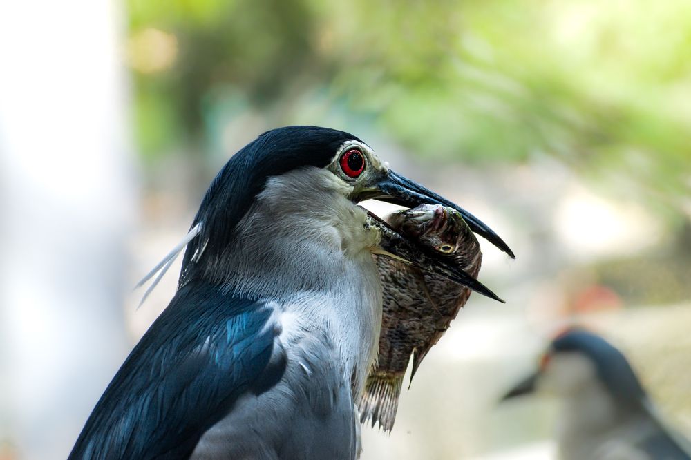 Black-crowned night heron ( eyes of life and eyes of death)