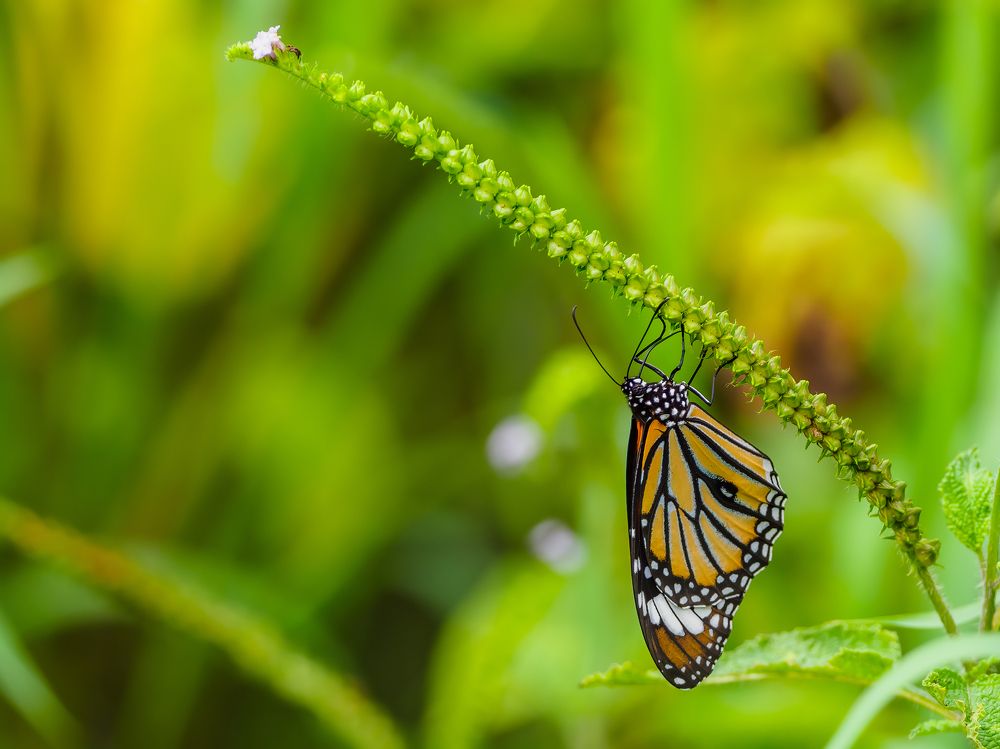 Photograph by Venkat Mangudi