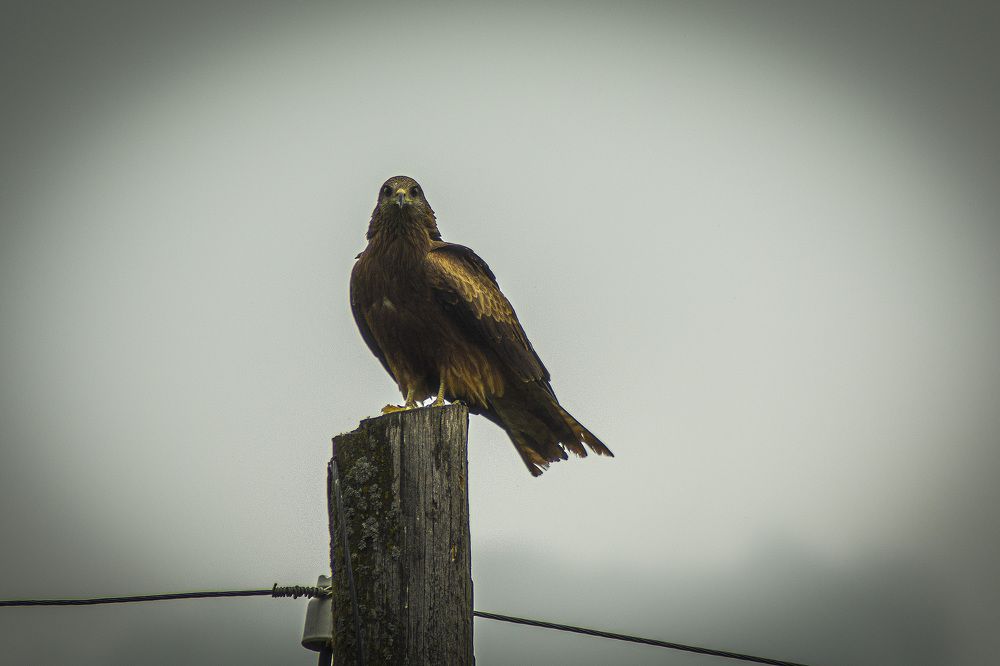 Photograph by Алексей Митрофанов