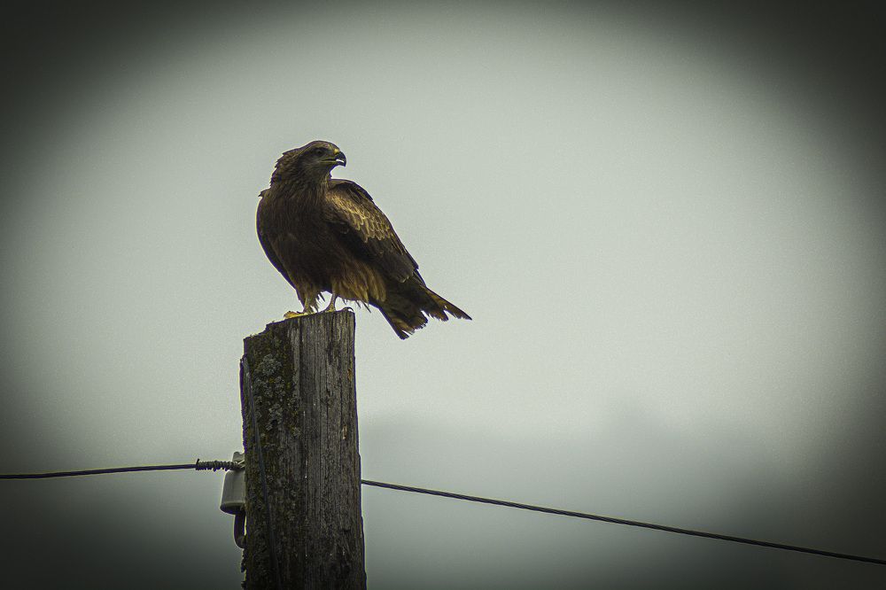 Photograph by Алексей Митрофанов