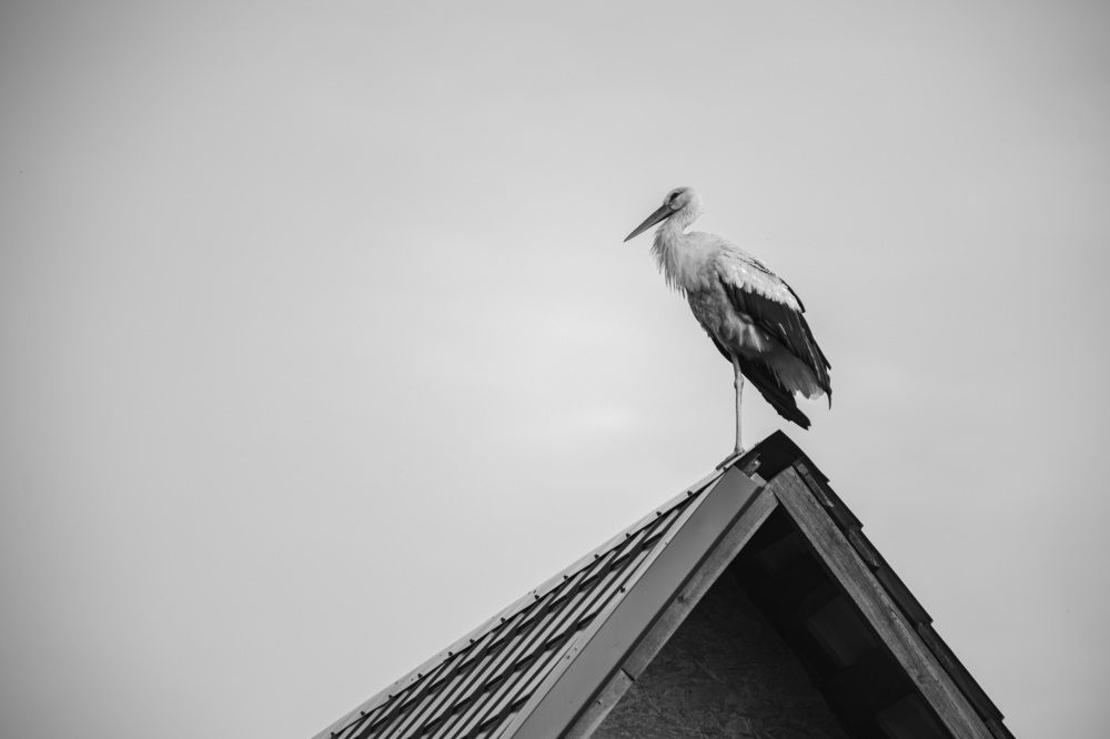 Photograph by Вера Голицына