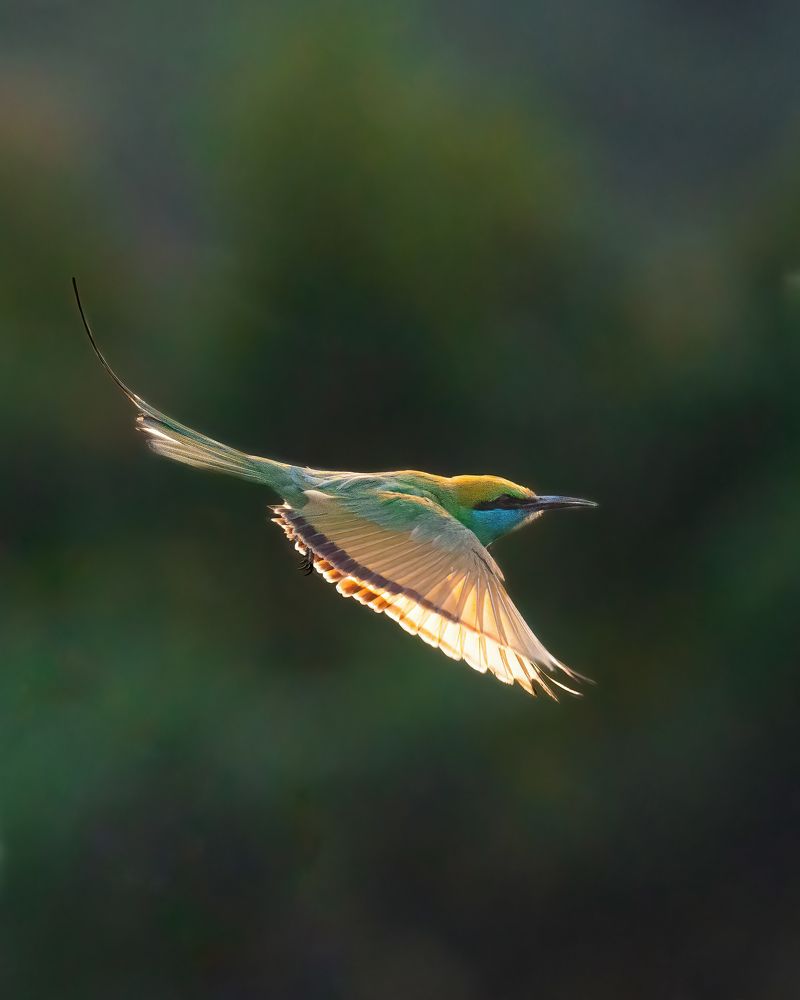 Фотография автора M Anandhu