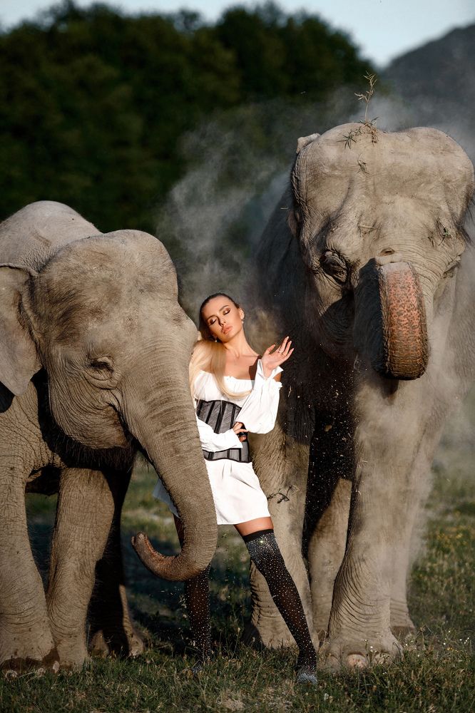 Дымящийся слон