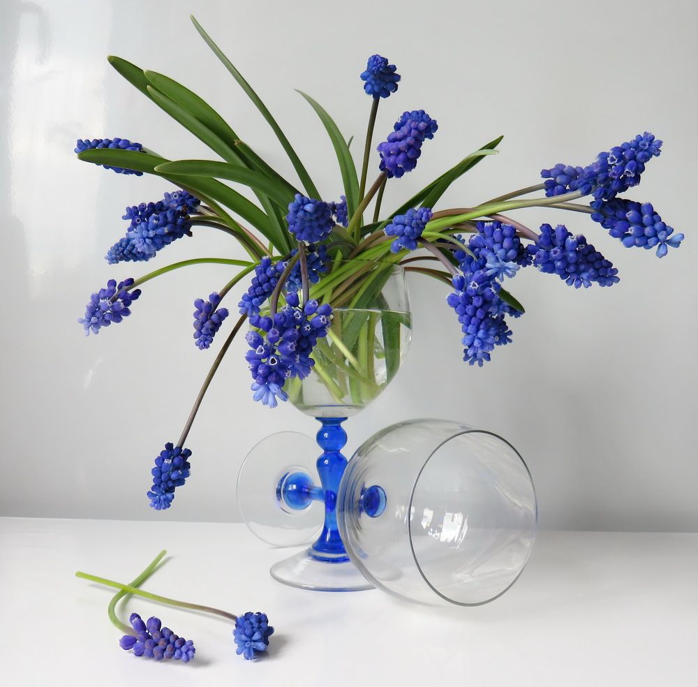 Muscari in a glass