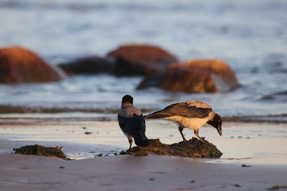 Фотография автора Татьяна Свистулина