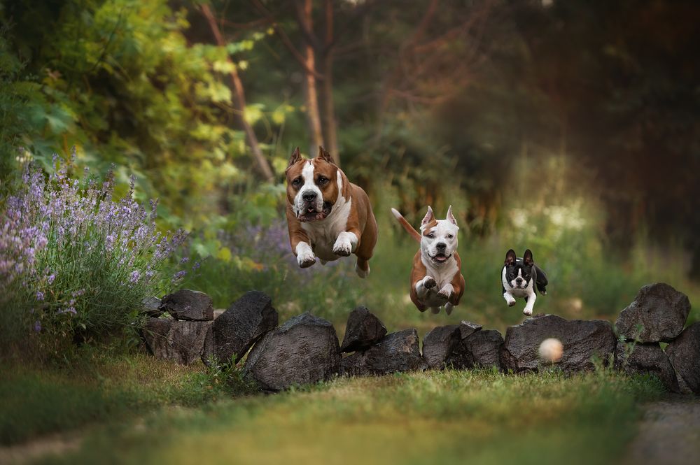 Photograph by Виталий Черняховский